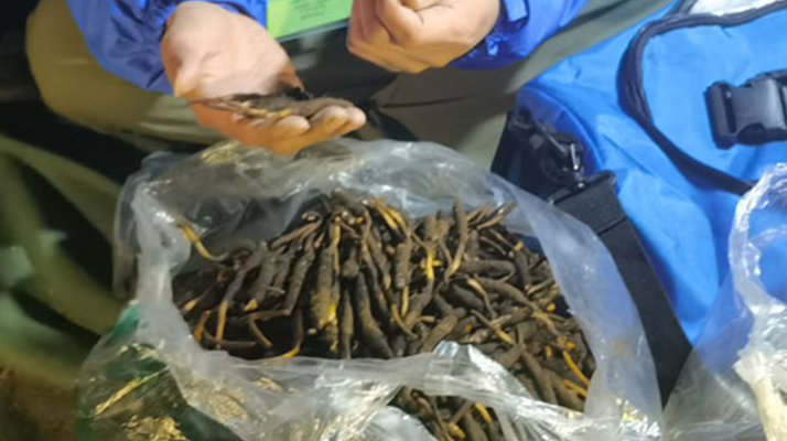 冬虫夏草鲜草的存放：守护鲜活的养生瑰宝
