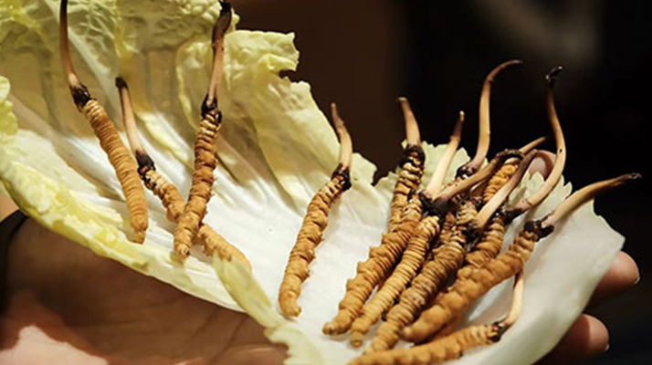 鲜冬虫夏草保存指南：锁住新鲜与营养